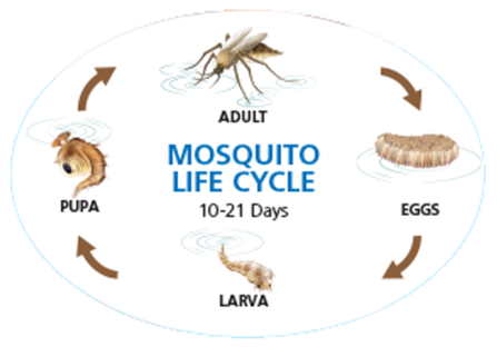 mosquito-life-cycle