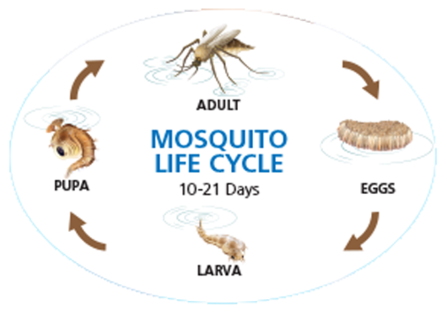 mosquito-life-cycle